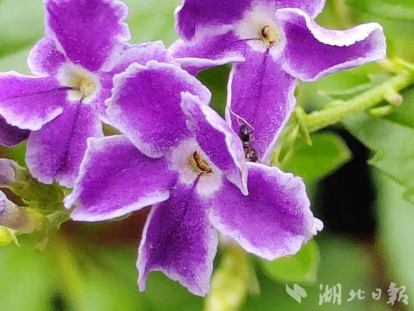开心川麻365安卓下载